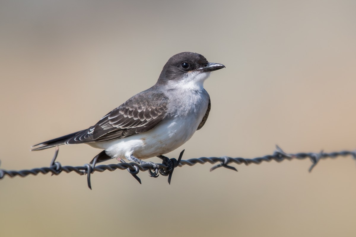Eastern Kingbird - ML644760549