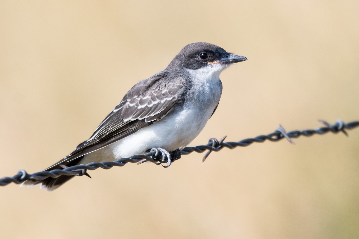 Eastern Kingbird - ML644760550