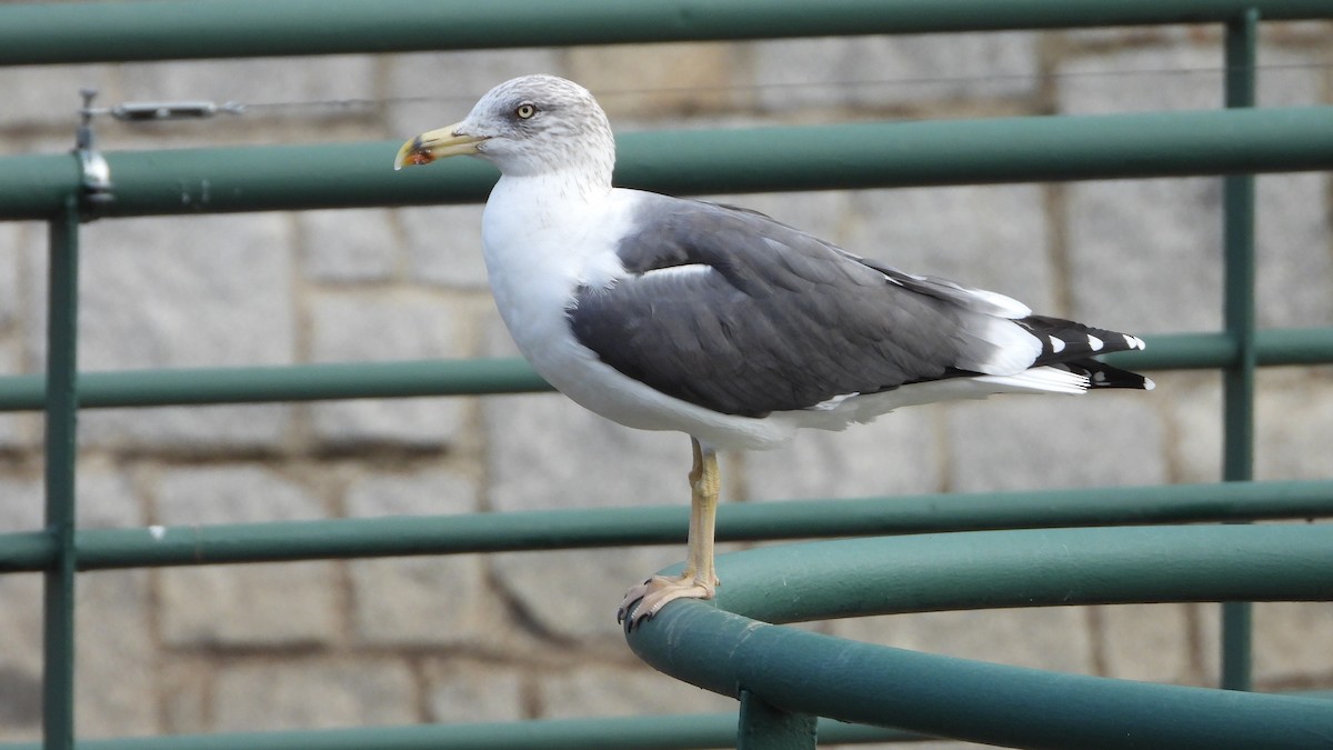 Kara Sırtlı Martı - ML644760552