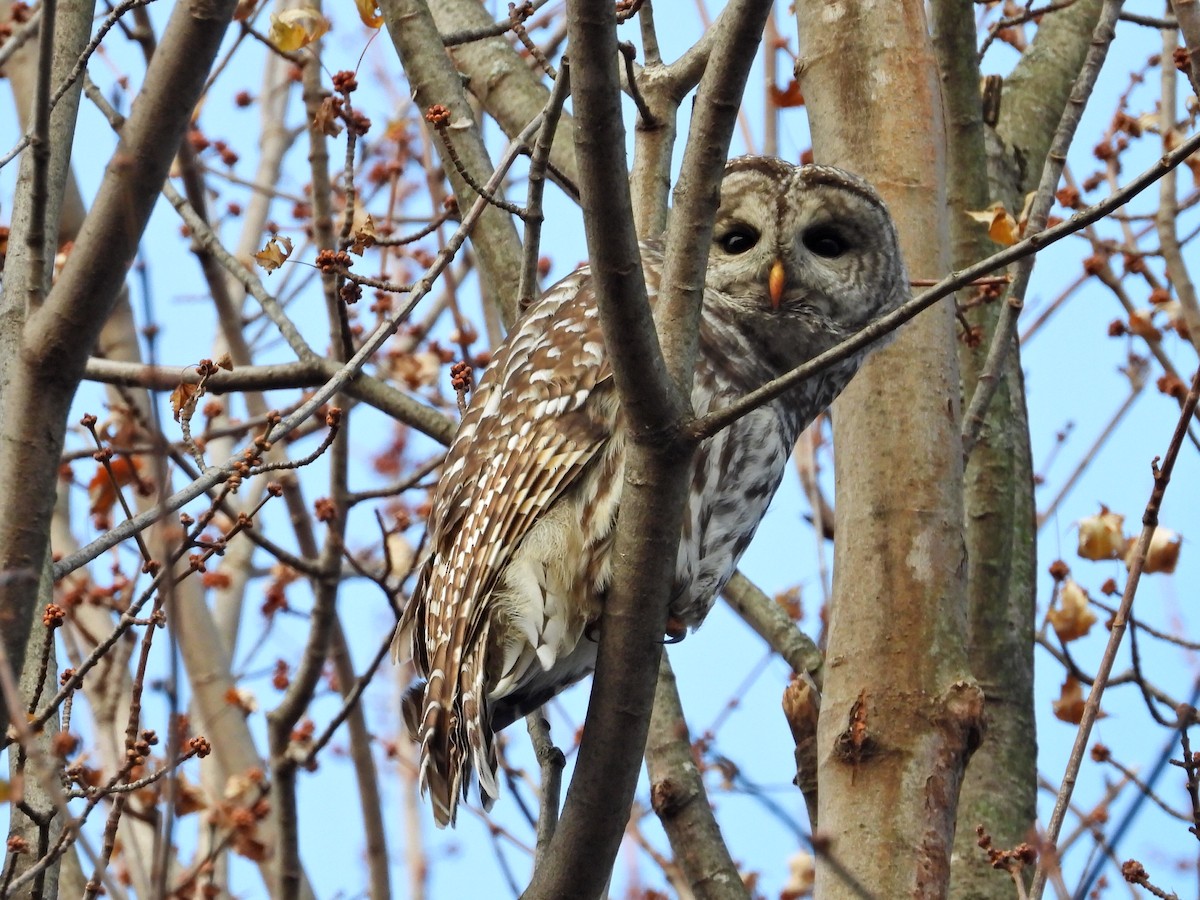 Barred Owl - ML644760555