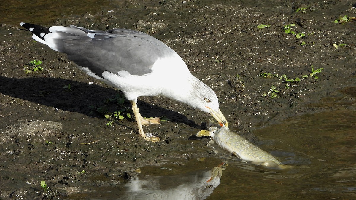 Kara Sırtlı Martı - ML644760557