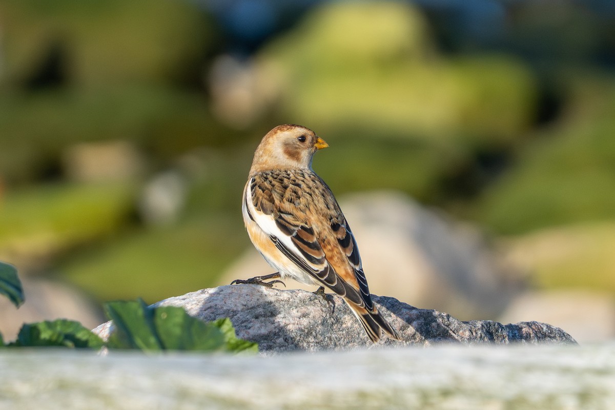 Snow Bunting - ML644760563