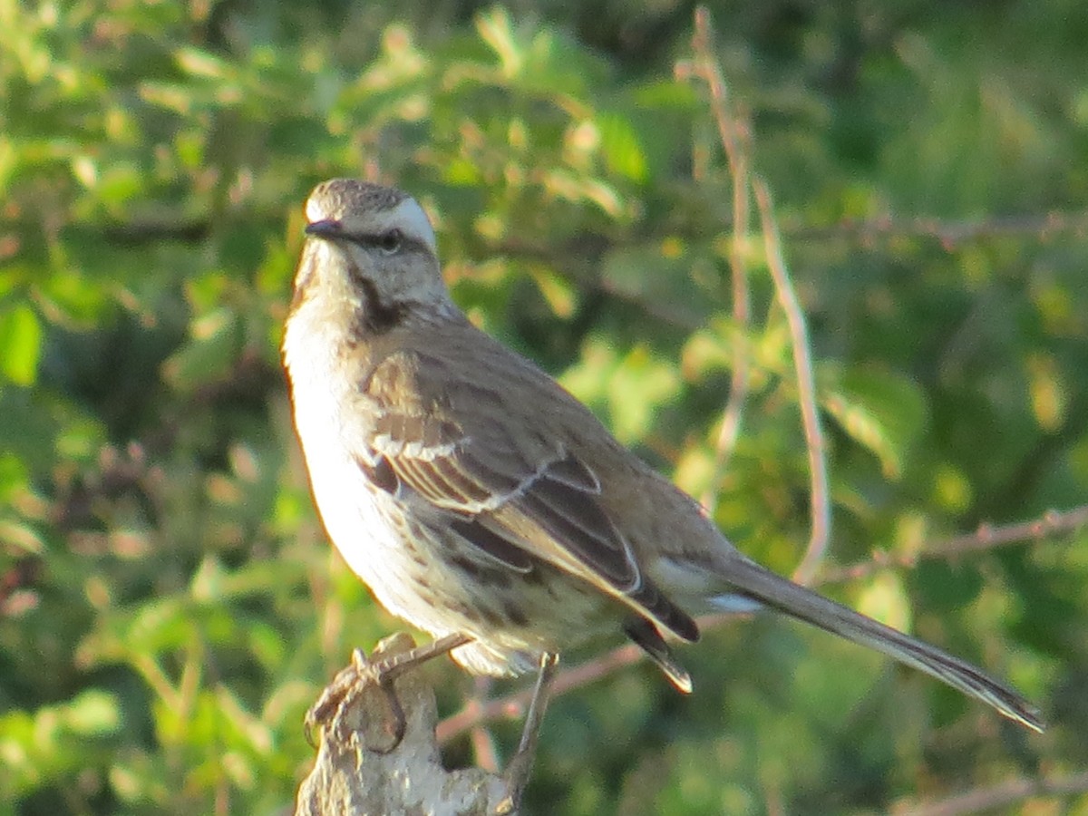 Chilean Mockingbird - ML644760591