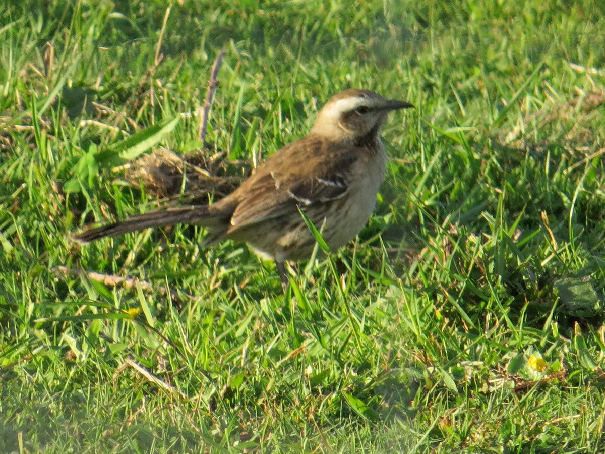 Chilean Mockingbird - ML644760592