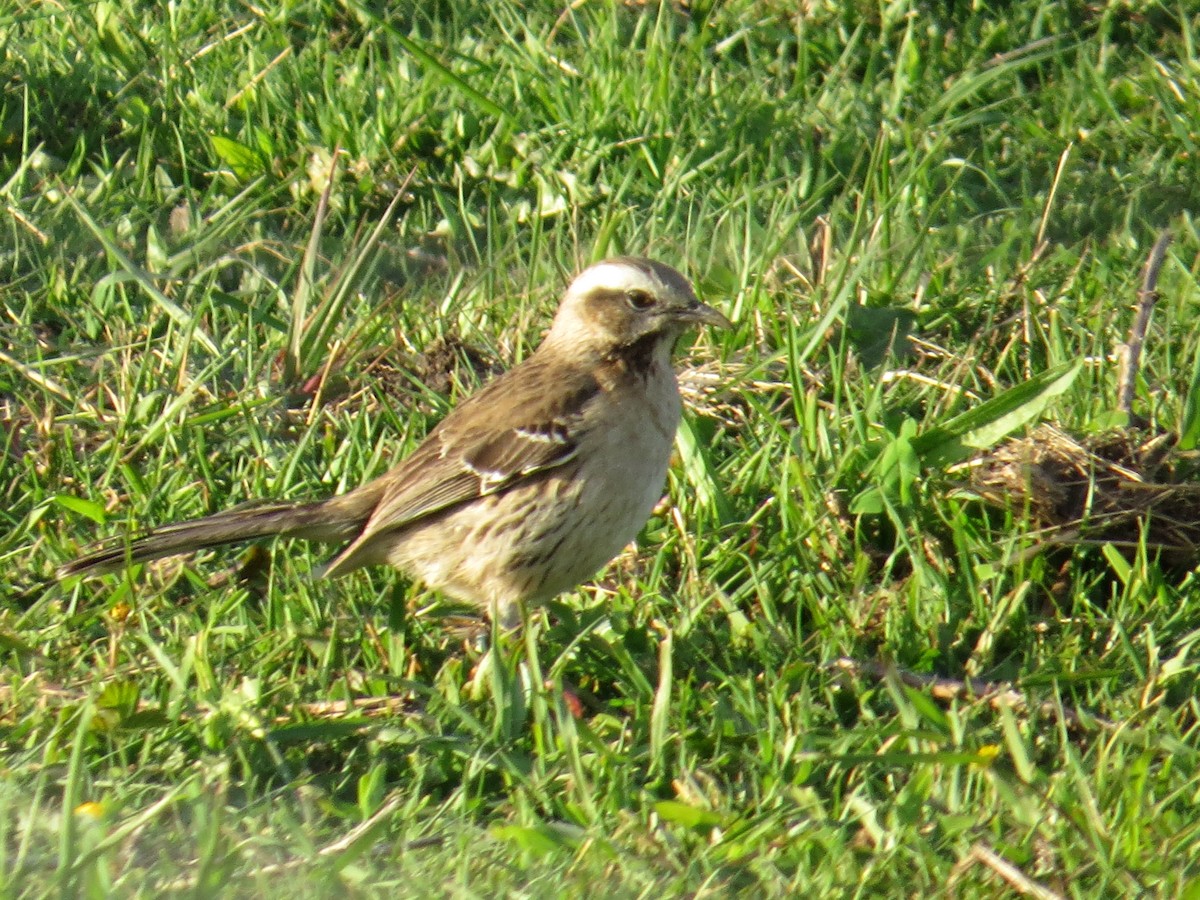 Chilean Mockingbird - ML644760593