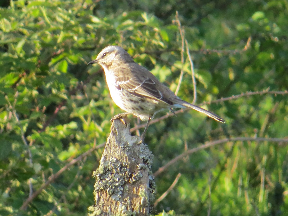 Chilean Mockingbird - ML644760594