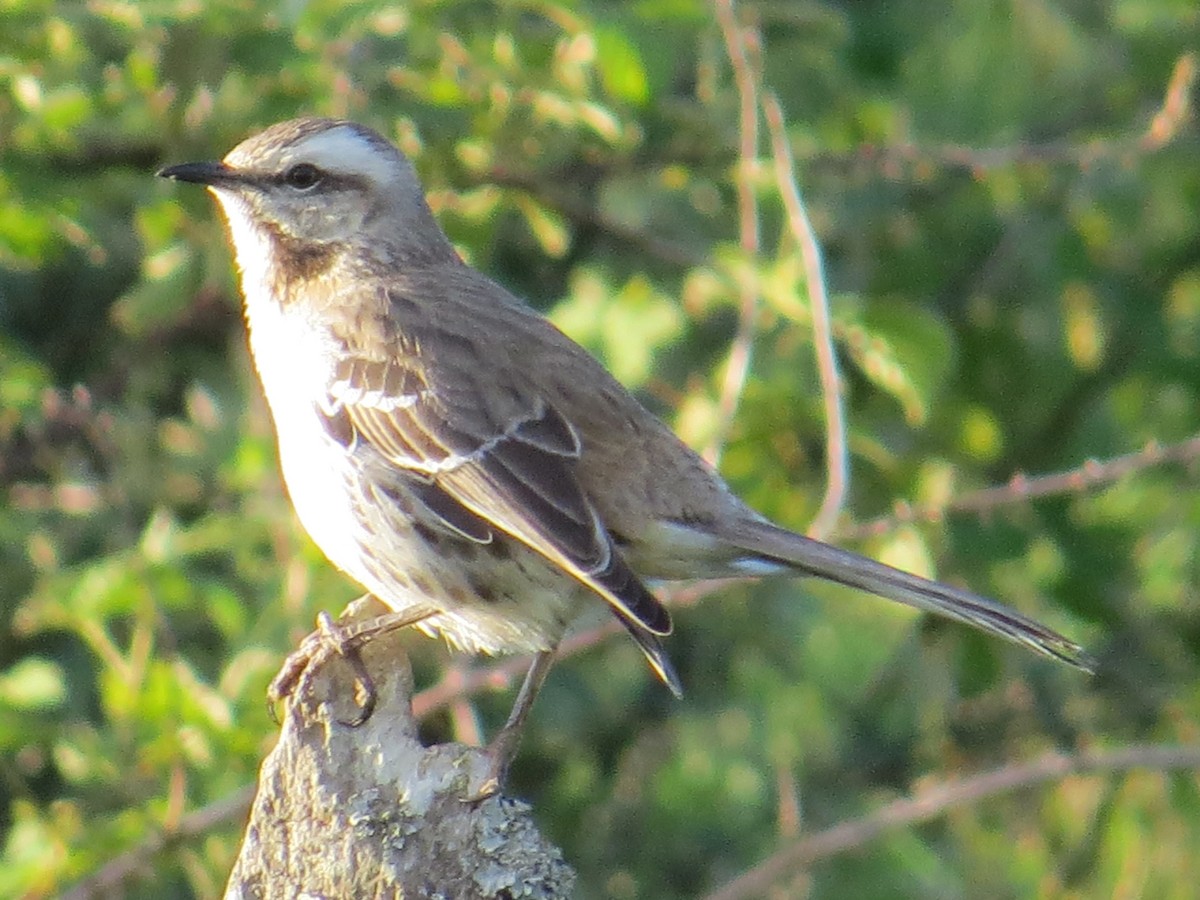 Chilean Mockingbird - ML644760595