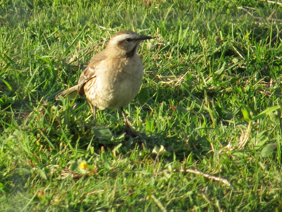 Chilean Mockingbird - ML644760596