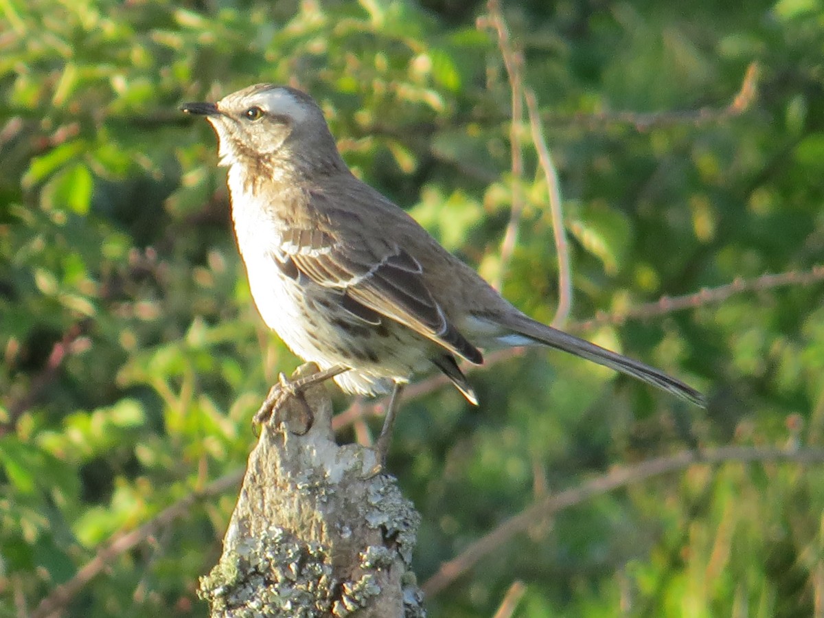 Chilean Mockingbird - ML644760597