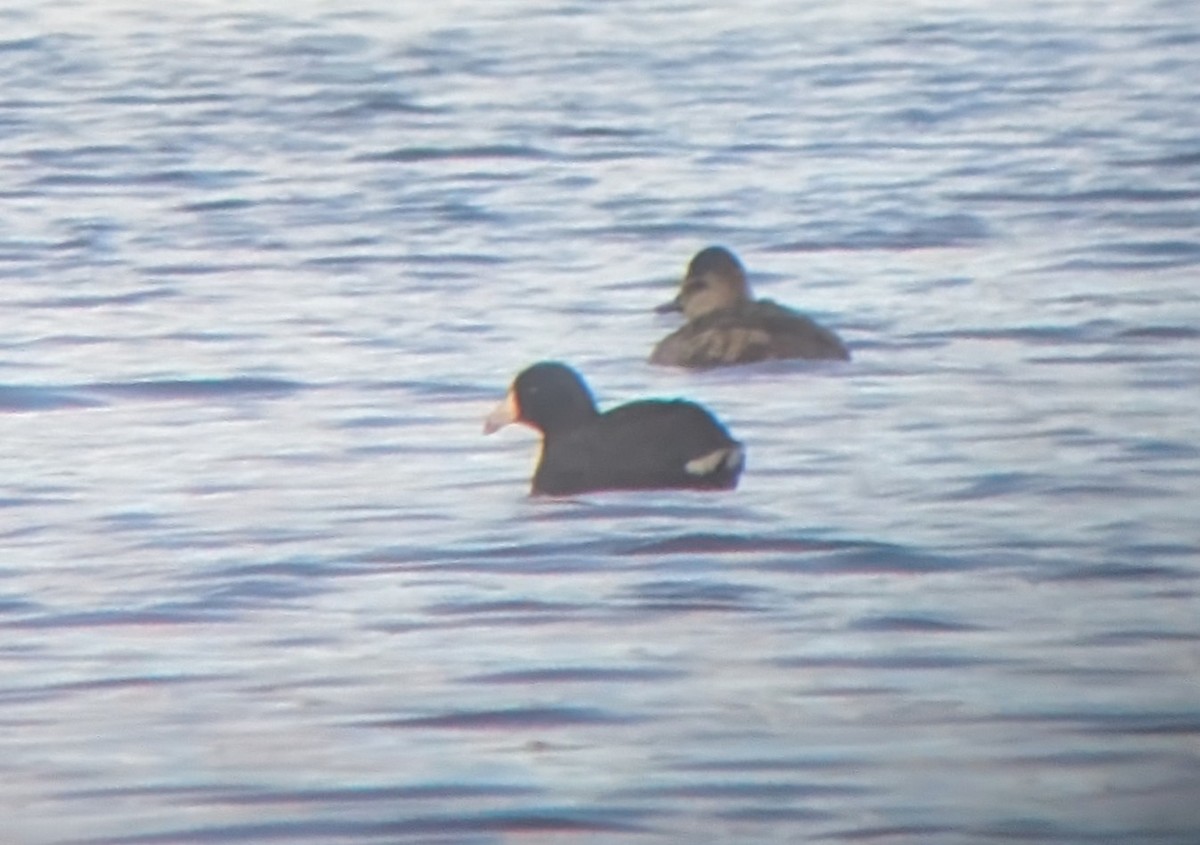 Лиска американська (червонобляшкова) - ML644760604