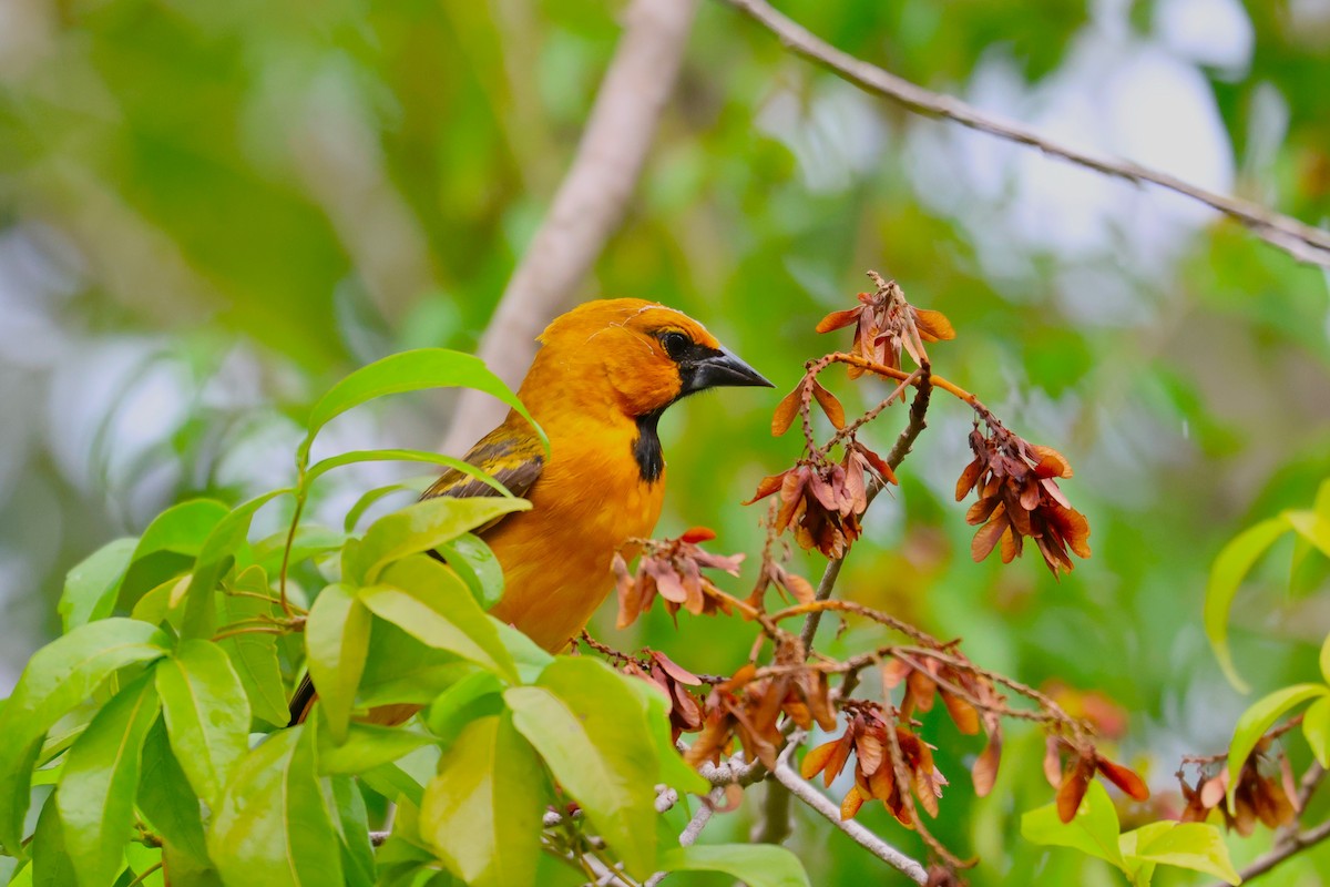 Altamira Oriole - ML644760611