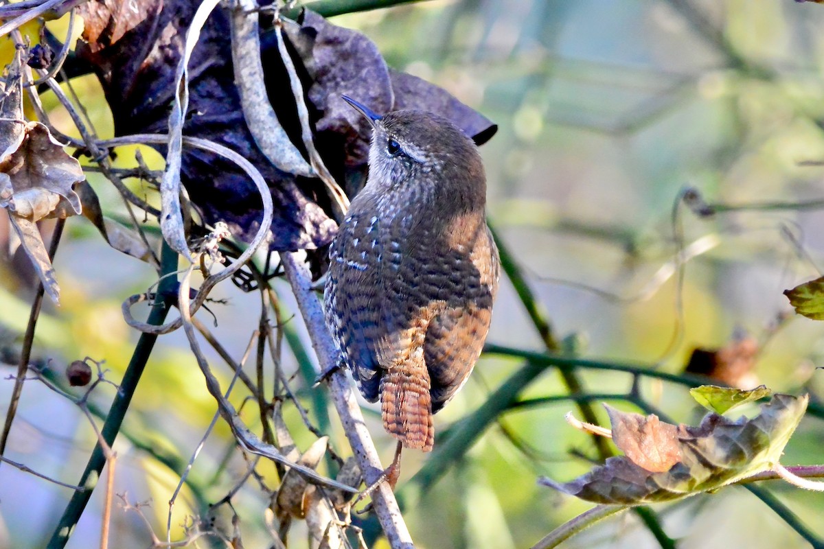 střízlík kanadský - ML644760616