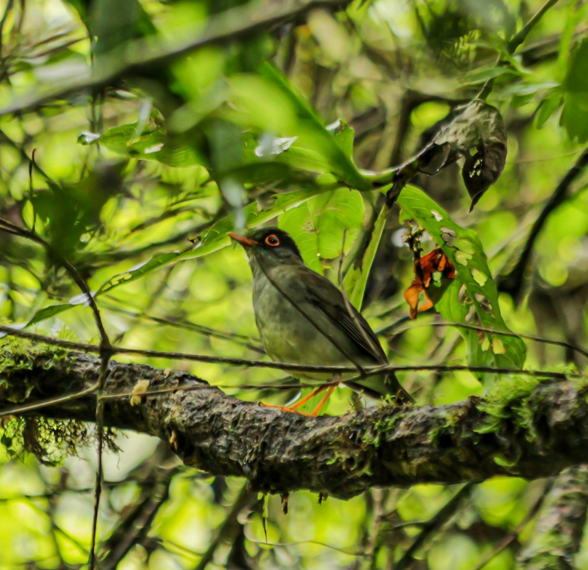 Black-headed Nightingale-Thrush - ML644760631