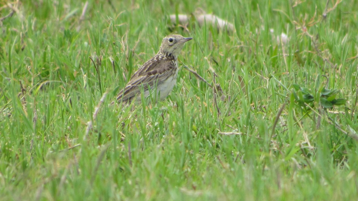 Yellowish Pipit - ML644760633
