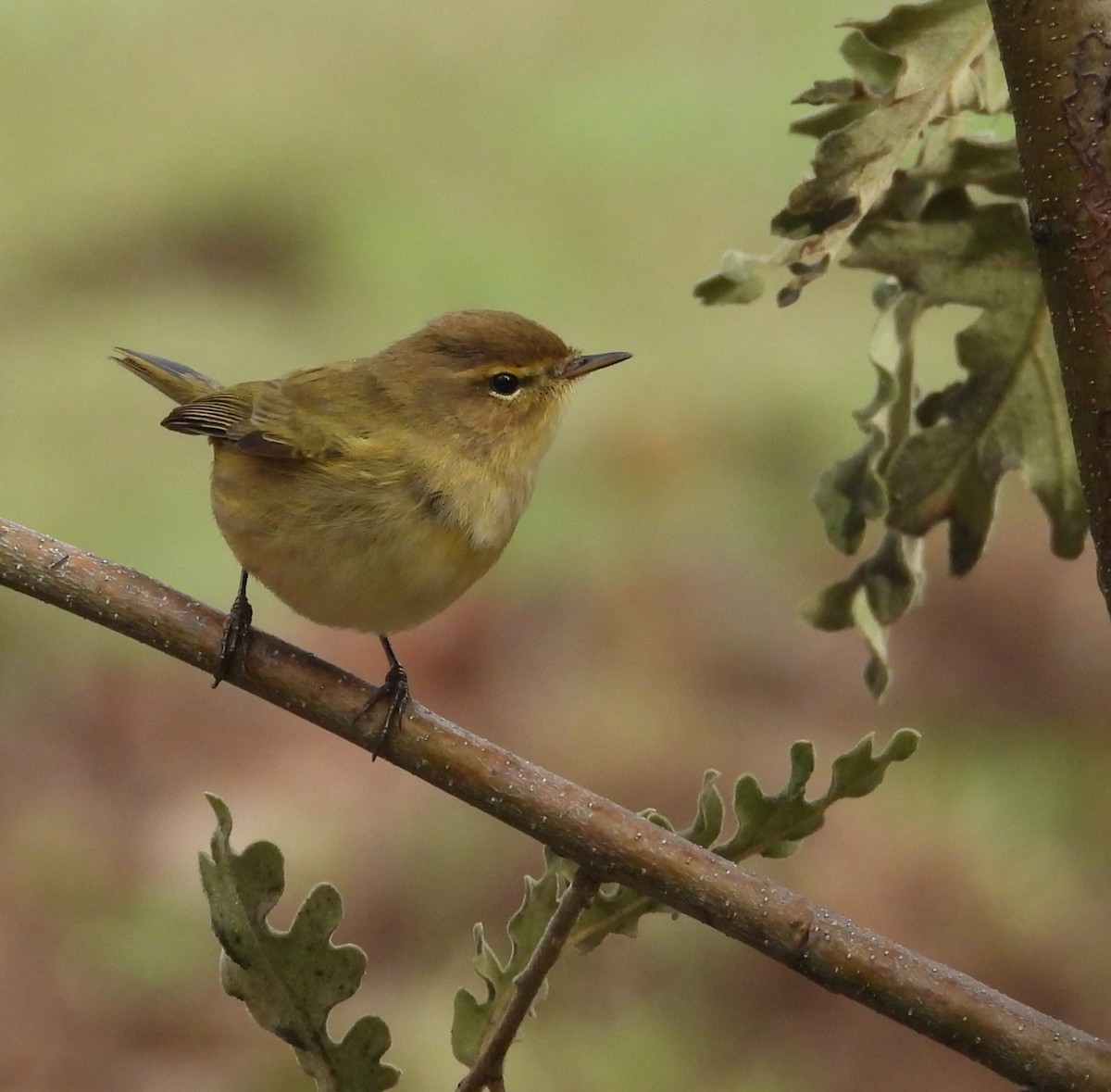 Mosquitero Común - ML644760637