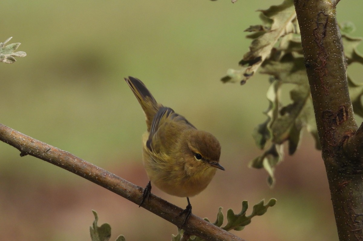 チフチャフ - ML644760638