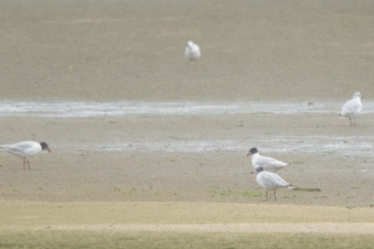 racek černohlavý - ML644760651