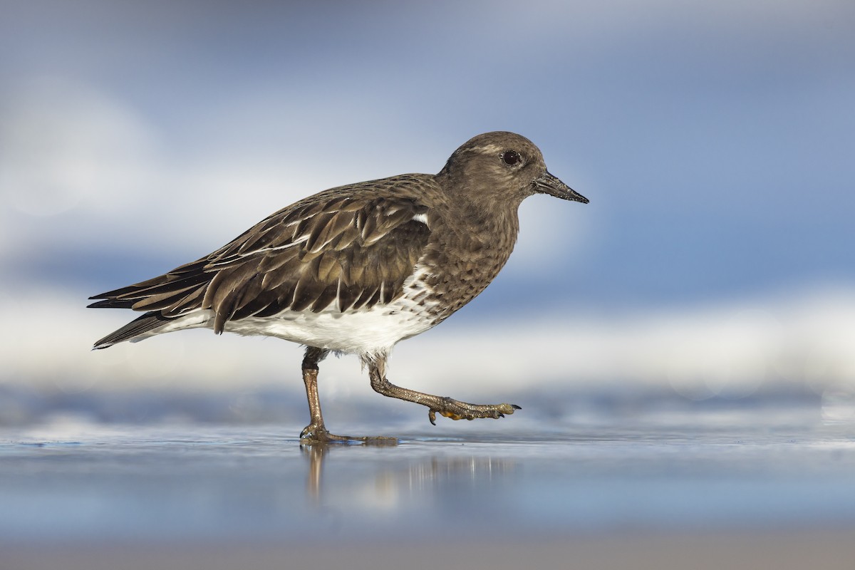 Black Turnstone - ML644760654