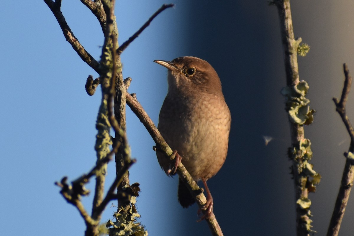 Northern House Wren - ML644760656
