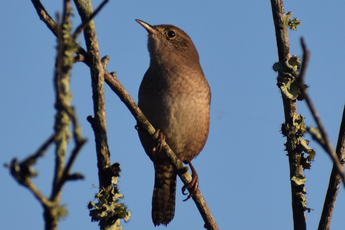 Northern House Wren - ML644760657