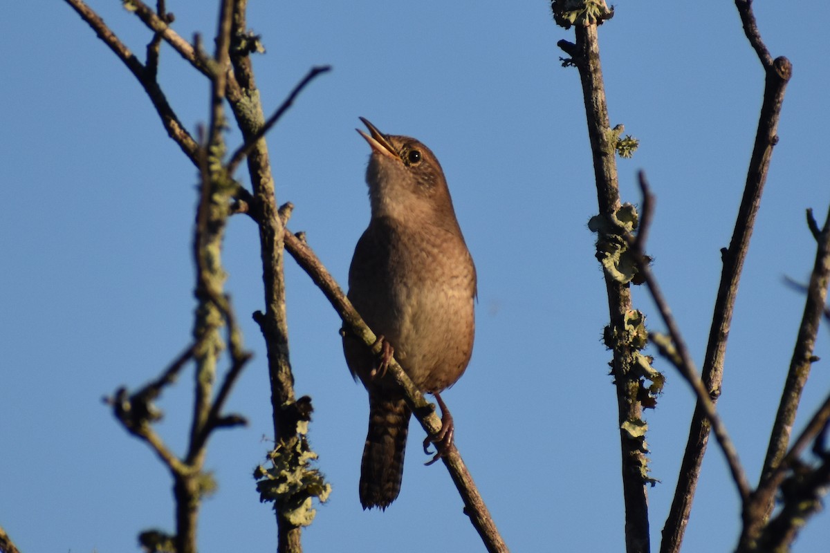 Northern House Wren - ML644760658