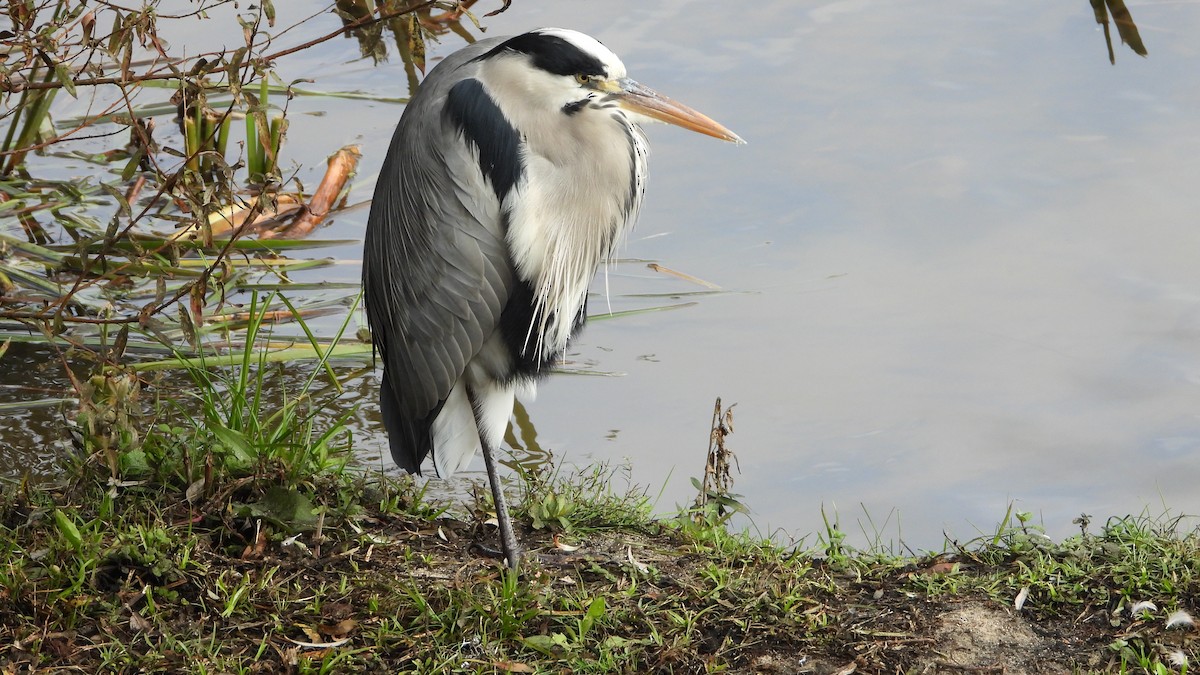 アオサギ - ML644760660