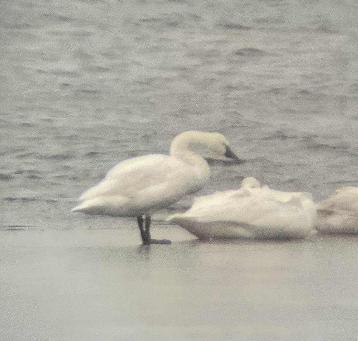 コハクチョウ（亜種 アメリカコハクチョウ） - ML644760661