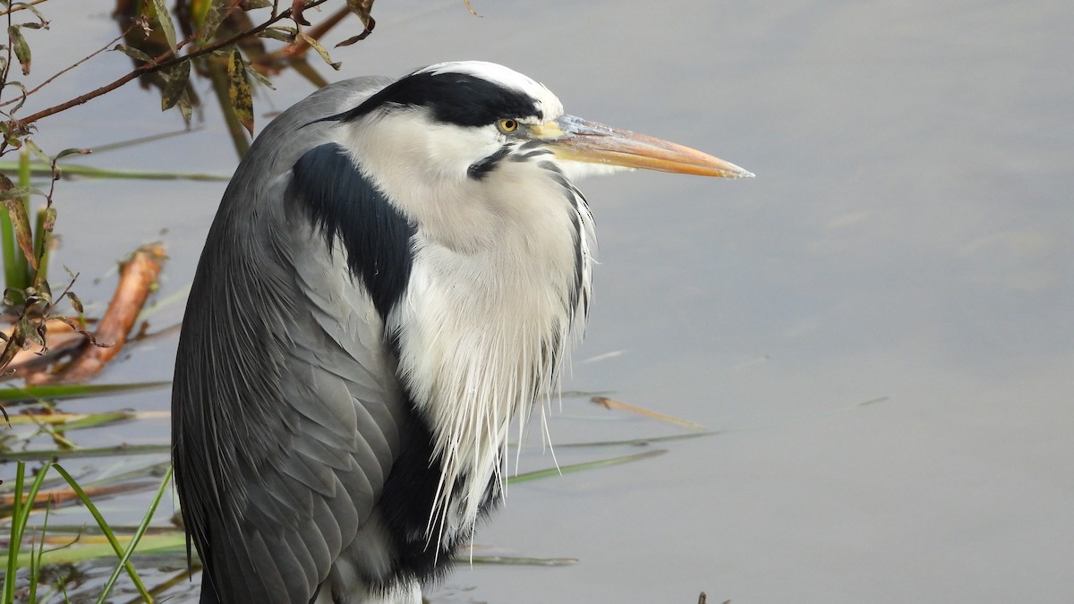 アオサギ - ML644760663