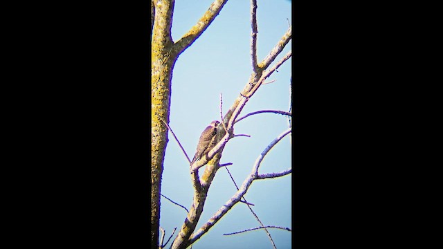 Peregrine Falcon - ML644760665