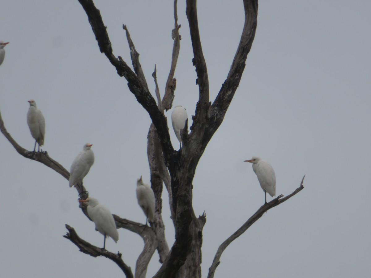 ニシアマサギ - ML644760666