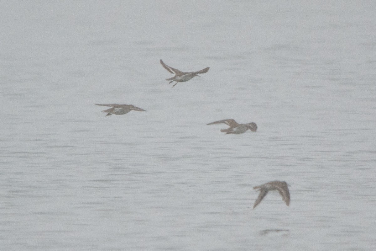 イソシギ - ML644760667