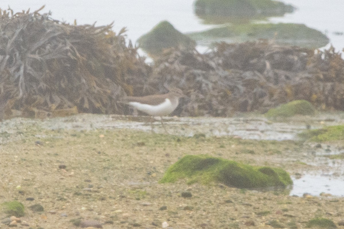 イソシギ - ML644760668