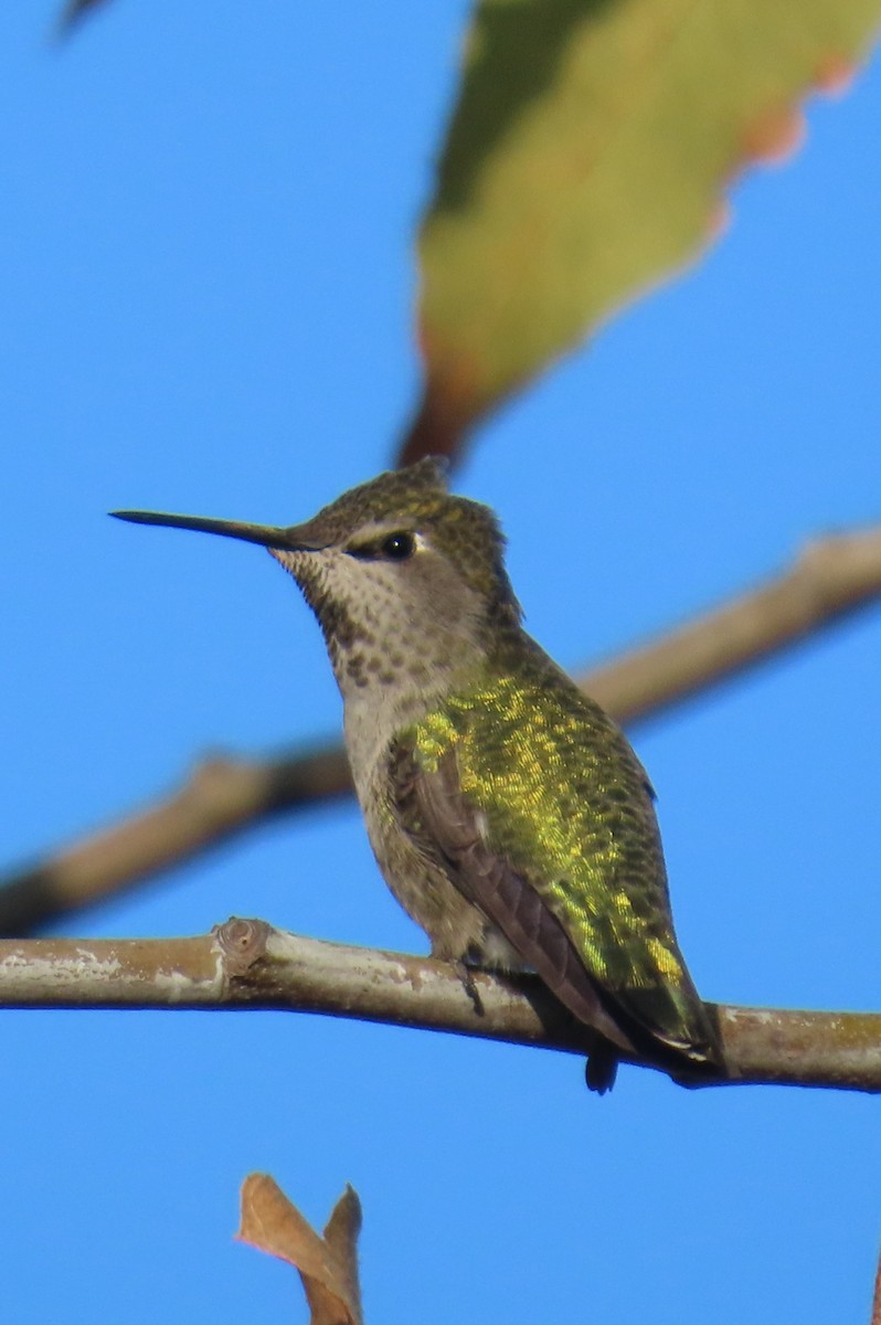 アンナハチドリ - ML644760670