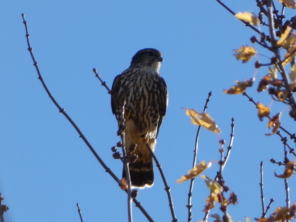 コチョウゲンボウ - ML644760672