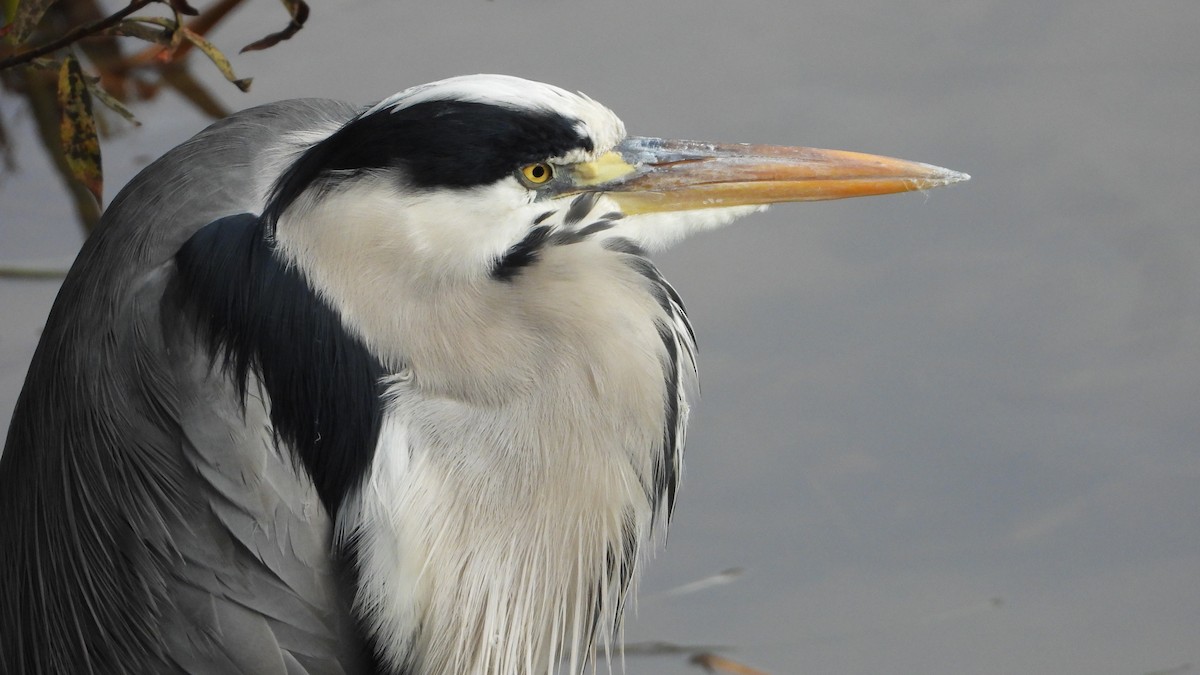 アオサギ - ML644760673