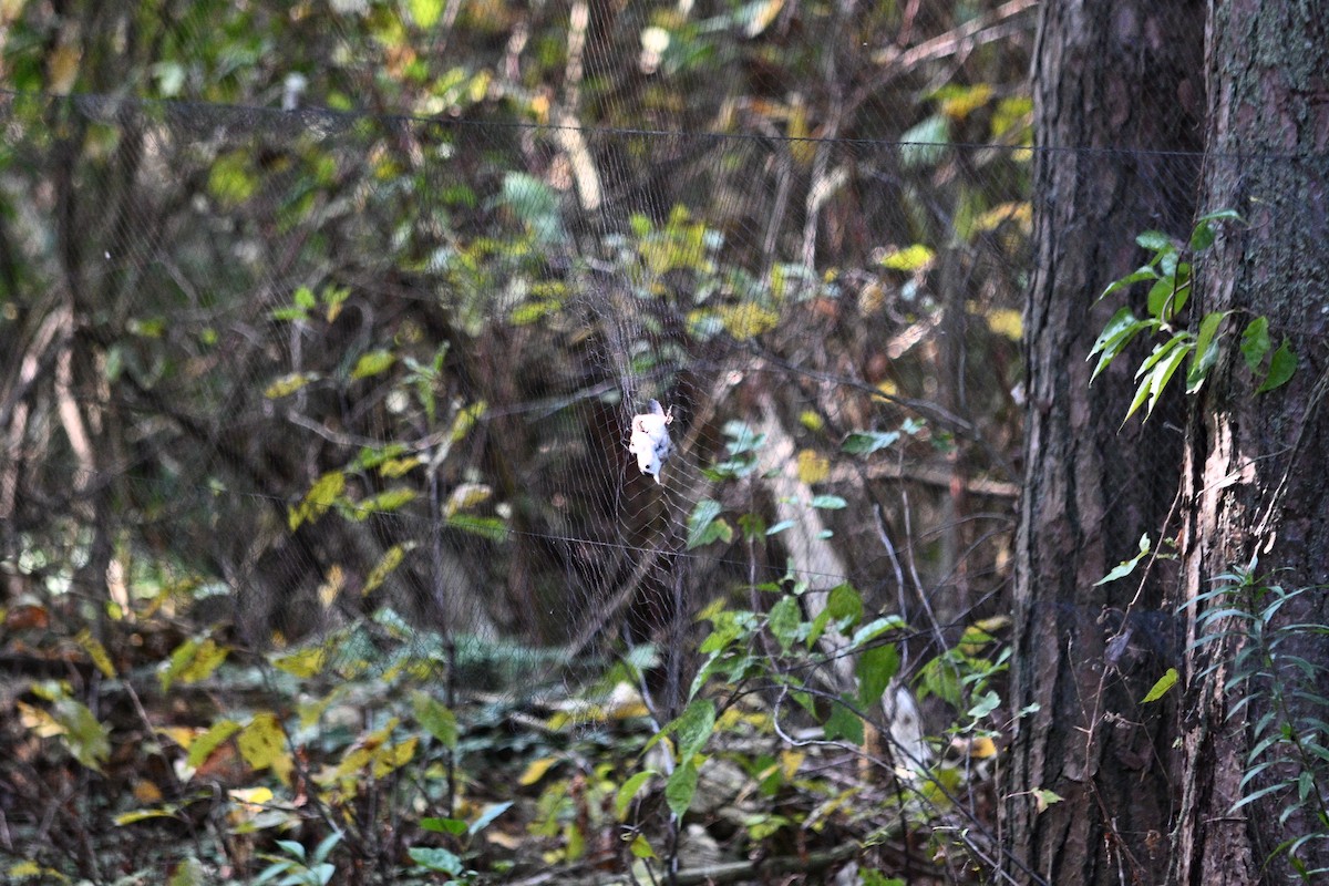 ムナジロゴジュウカラ（carolinensis） - ML644760674