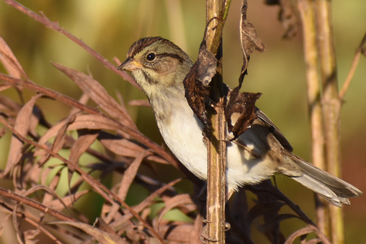 ヌマウタスズメ - ML644760675