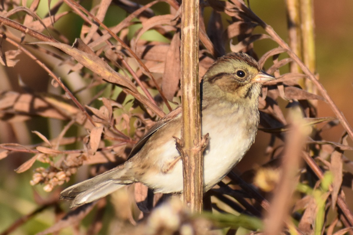 ヌマウタスズメ - ML644760676