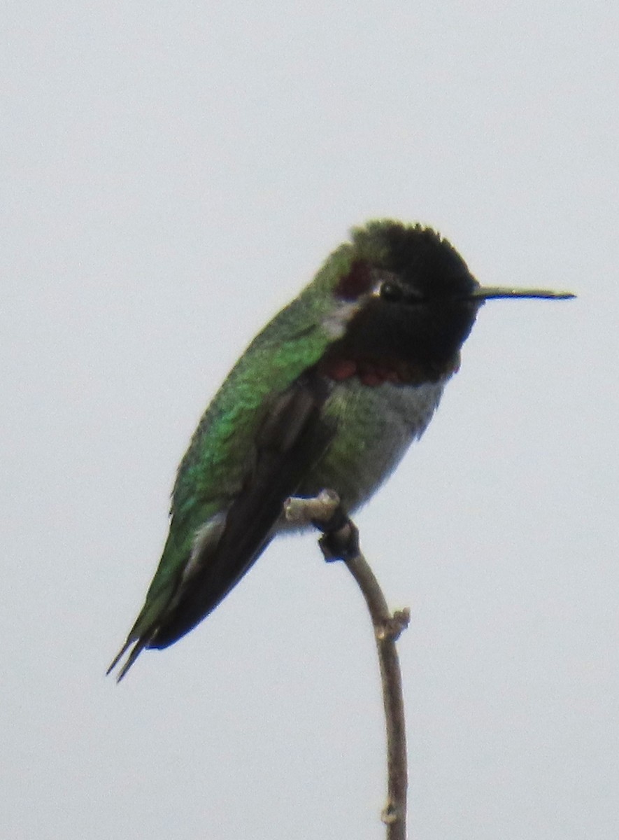 アンナハチドリ - ML644760680