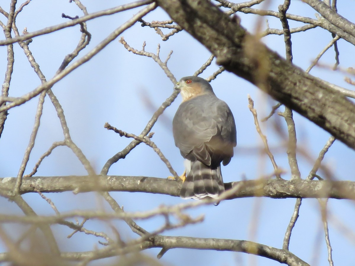 アシボソハイタカ - ML644760681