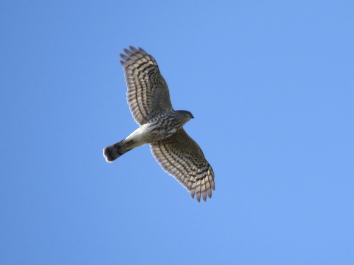 アシボソハイタカ - ML644760682