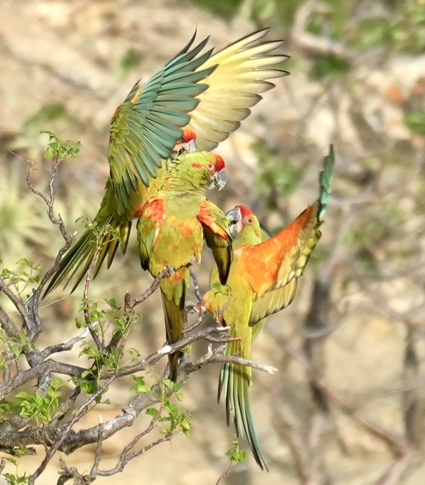 アカミミコンゴウインコ - ML644760683