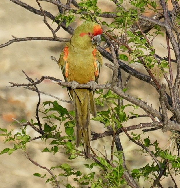 アカミミコンゴウインコ - ML644760684