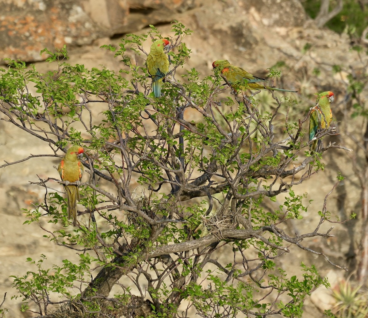 アカミミコンゴウインコ - ML644760685