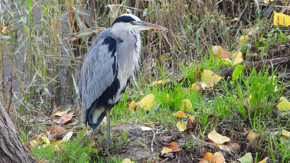 アオサギ - ML644760686