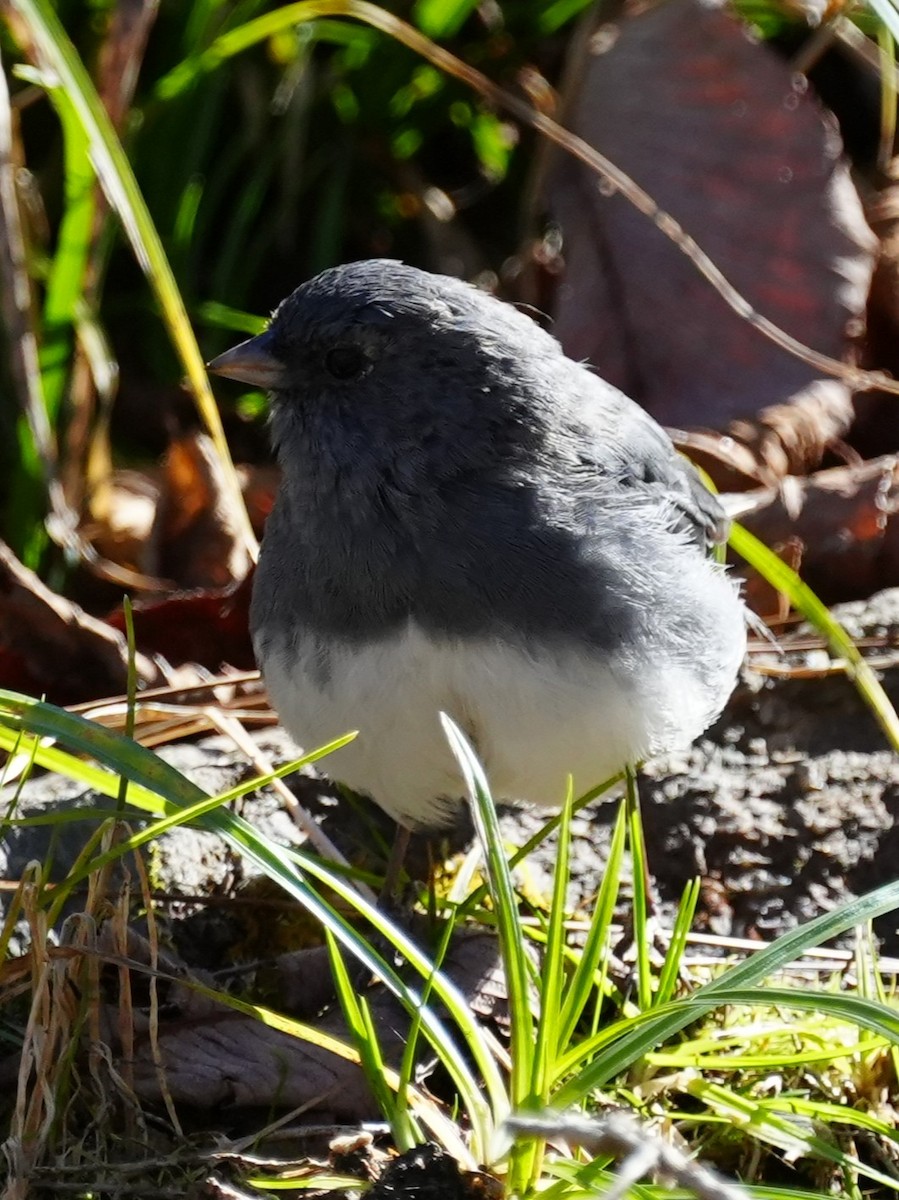 ユキヒメドリ - ML644760687