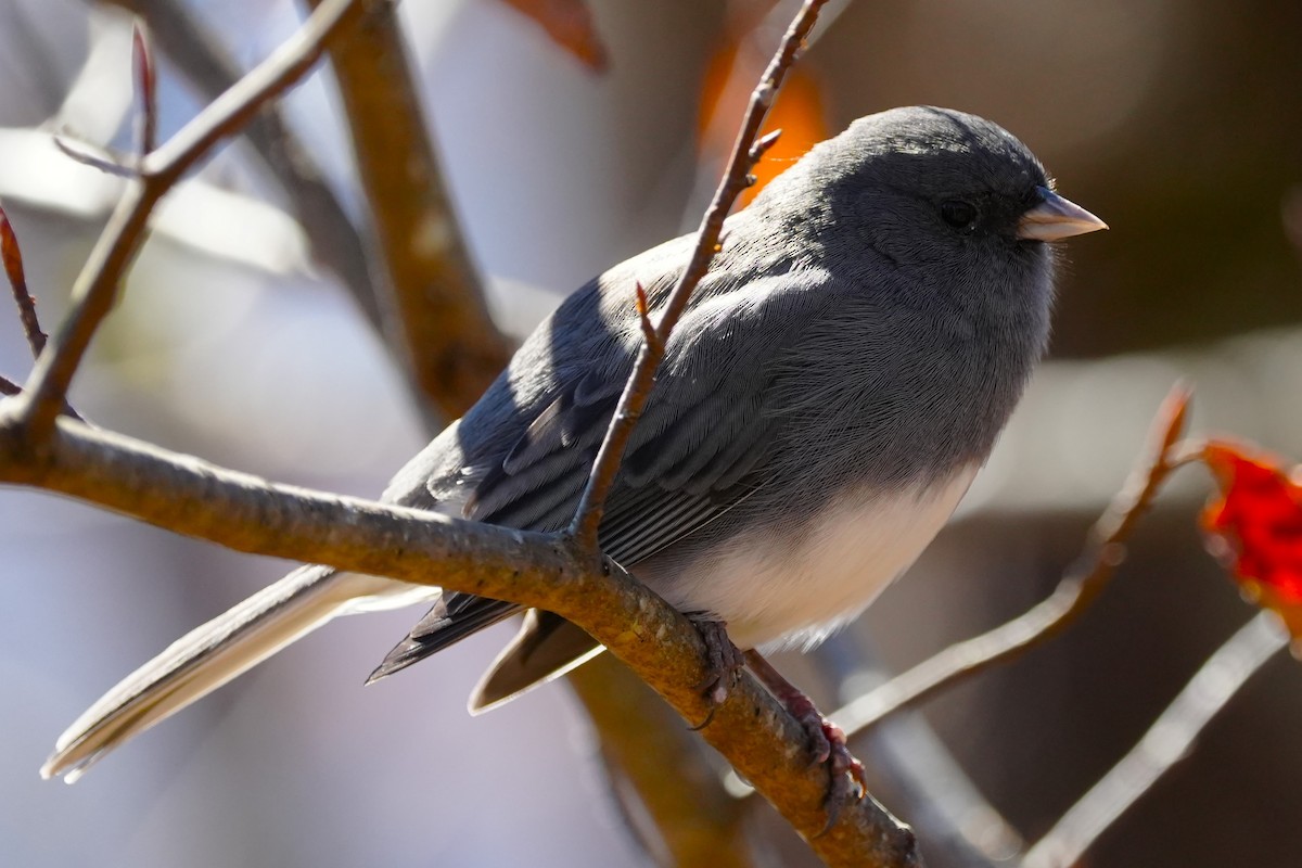 ユキヒメドリ - ML644760688