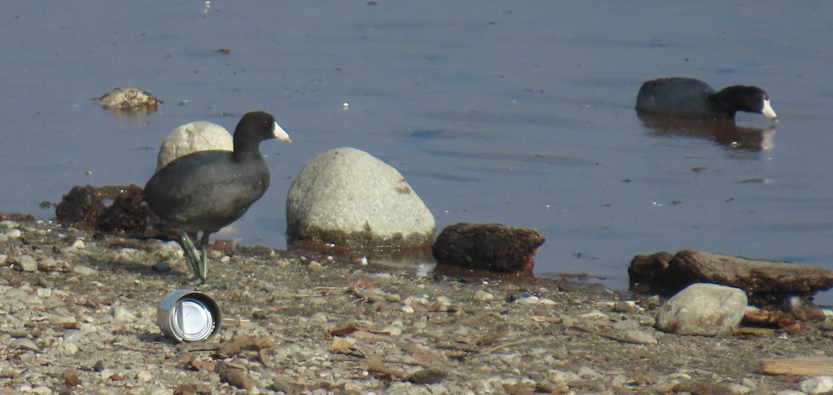 アメリカオオバン - ML644760689