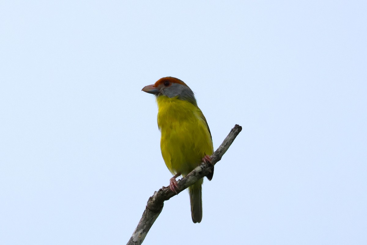 Віреон рудобровий [група gujanensis] - ML644760704