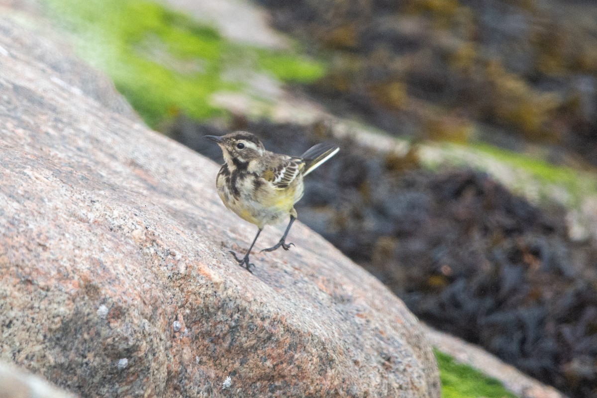 Western Yellow Wagtail - ML644760706